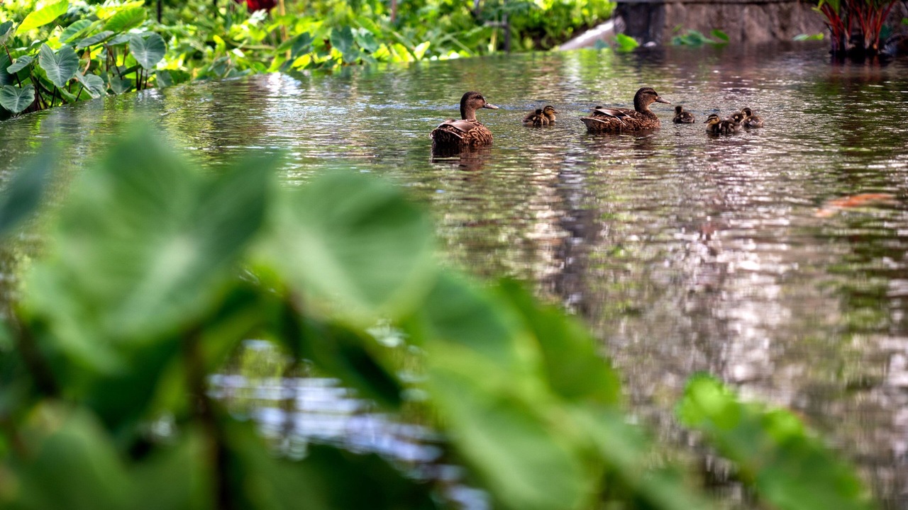Photo of Others in Waikiki