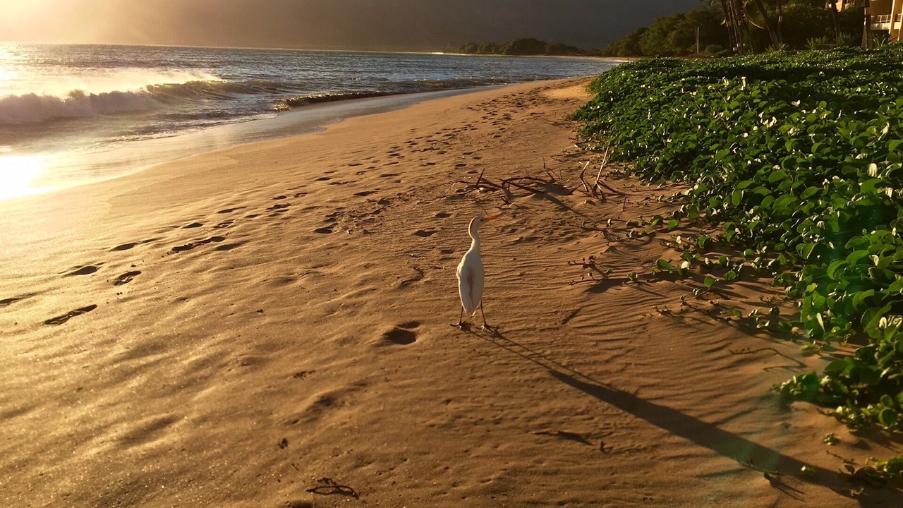 Photo of Others in Kihei