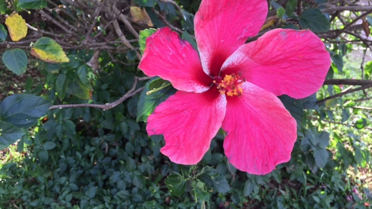 Photo of Others in Kihei